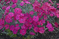 0.65 Gallon Paint The Town Magenta (Dianthus) Live Plant. Purple Flowers