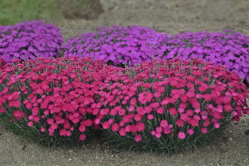0.65 Gallon Paint The Town Magenta (Dianthus) Live Plant. Purple Flowers