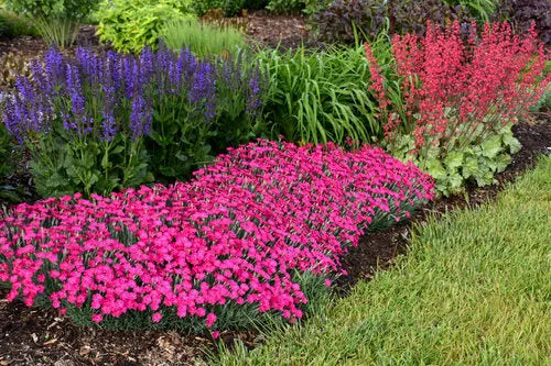 0.65 Gallon Paint The Town Magenta (Dianthus) Live Plant. Purple Flowers