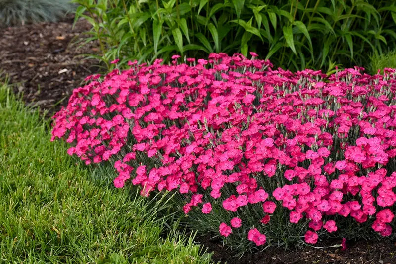 0.65 Gallon Paint The Town Magenta (Dianthus) Live Plant. Purple Flowers