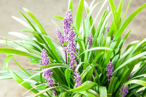 1 Gal. Royal Purple Liriope - Monkey Grass - Ornamental Groundcover - Drought Tolerant